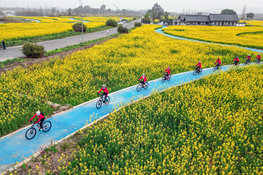 騎行愛(ài)好者在四川省眉山市彭山區(qū)“五湖四海”濕地公園綠道騎行賞花。翁光建攝